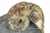 Iridescent Ammonite (Hoploscaphites) Fossil - Montana #316577-2